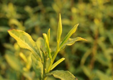 茶的商标名称推荐 好听的茶叶商标名字大全